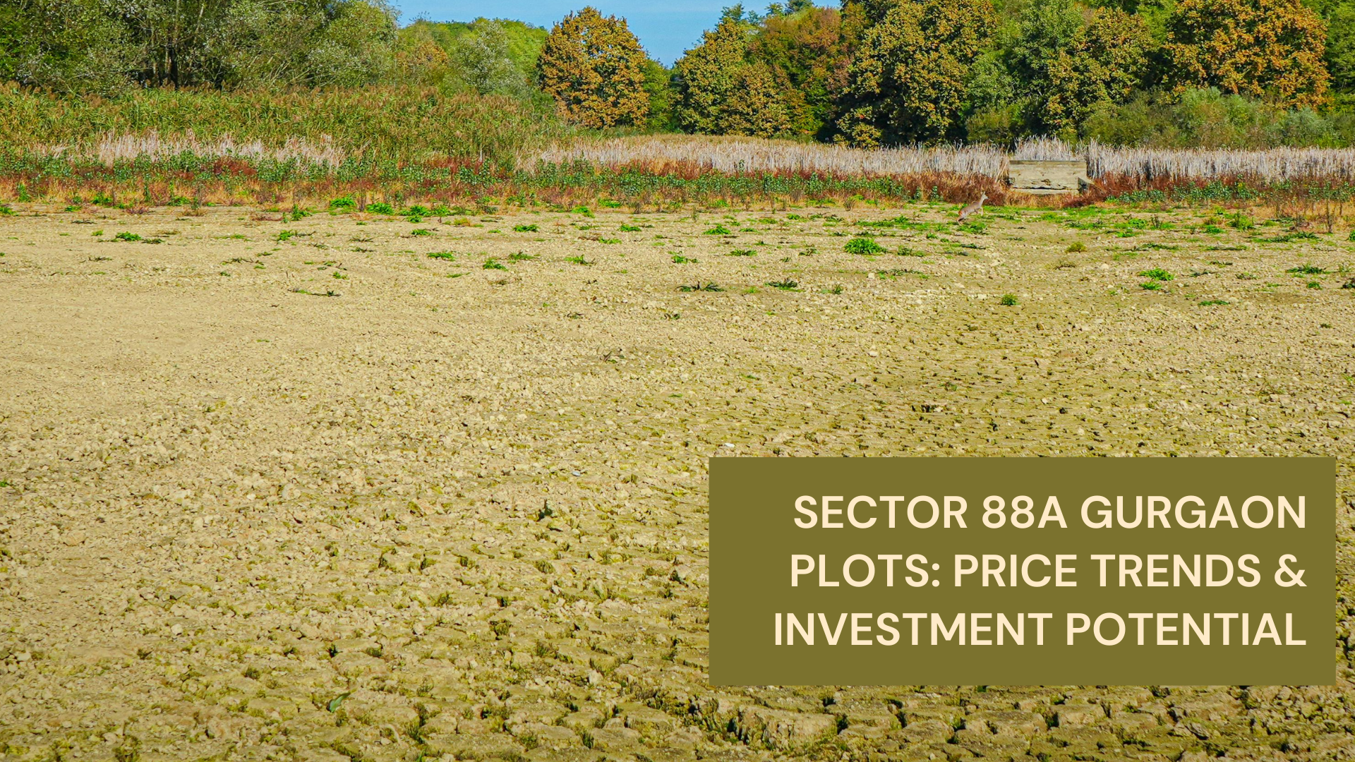 Sector 88A Gurgaon Plots: Price Trends and Investment Potential
